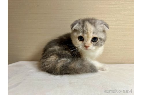 成約済の茨城県のスコティッシュフォールド(折れ耳)-92098の3枚目
